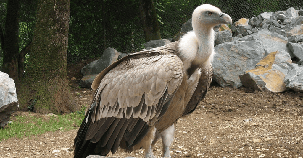 National Bird Of Serbia