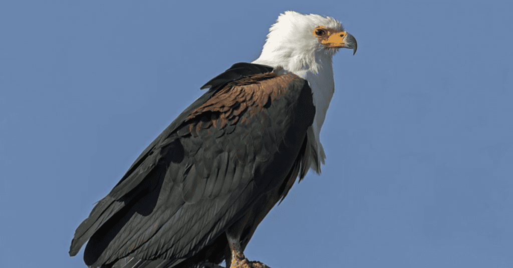 National Bird of Zimbabwe: African Fish Eagle