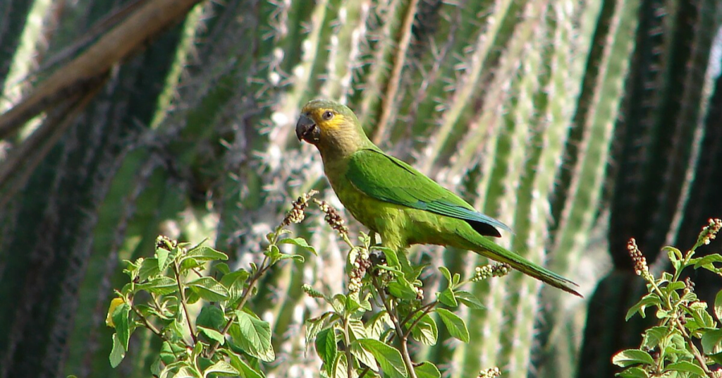 National Bird of Aruba
