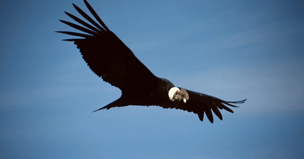 National Bird of Ecuador: Andean Condor