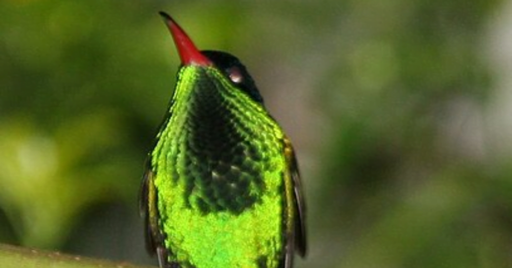 National Bird of Jamaica